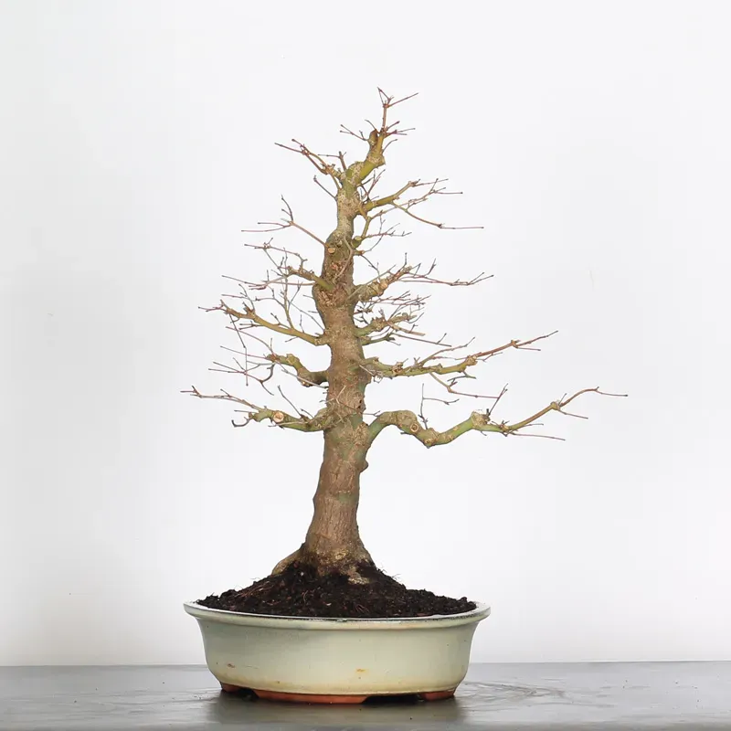 image supplémentaire - ERABLE DU JAPON "ACER...