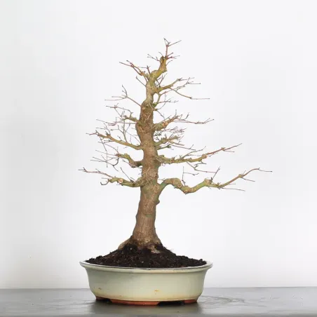 image supplémentaire - ACER PALMATUM 2-10