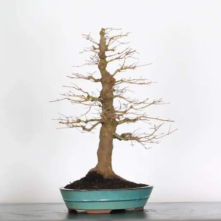 image supplémentaire - ERABLE DU JAPON "ACER...