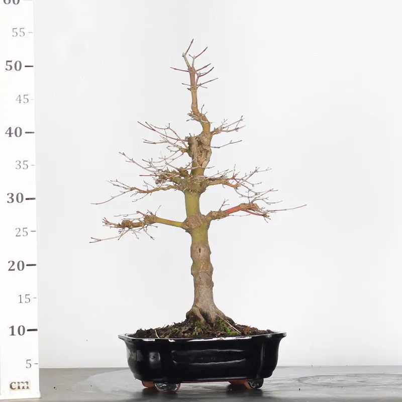 image supplémentaire - ACER PALMATUM 2-12