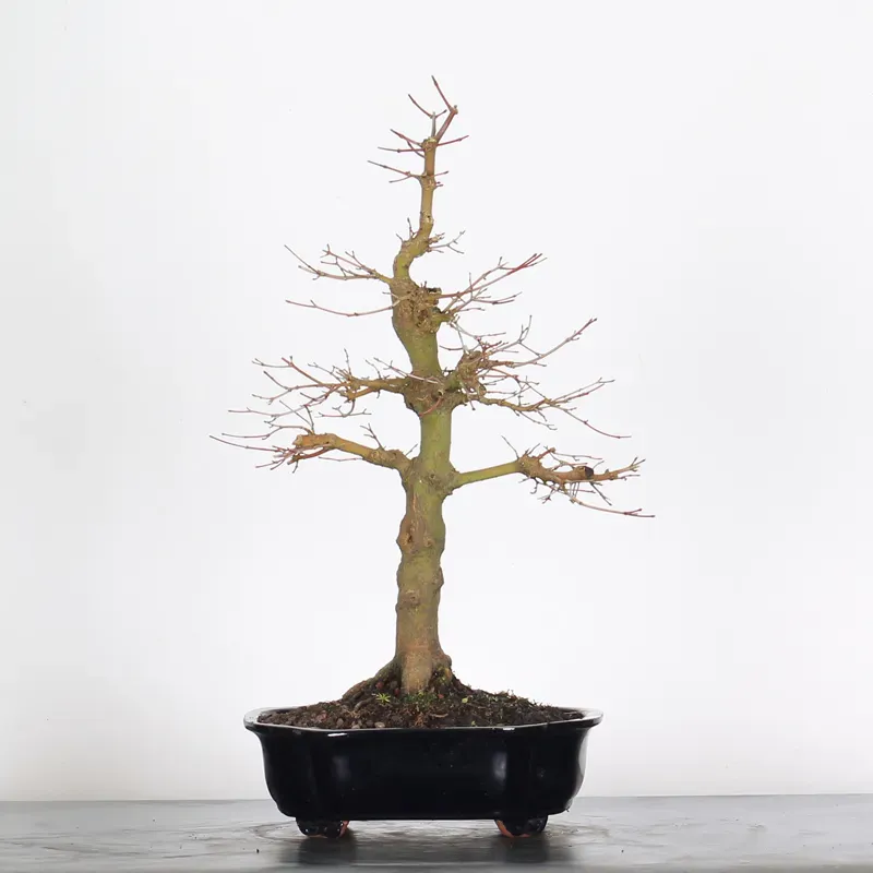 Bonsai Acer Palmatum AP-2-12
