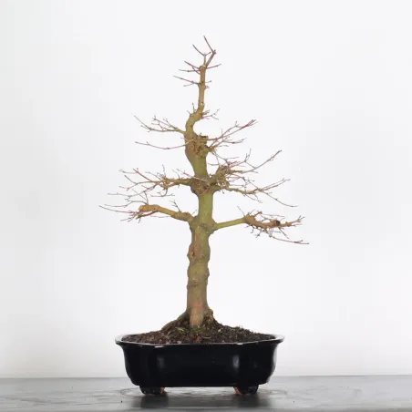Bonsai Acer Palmatum AP-2-12