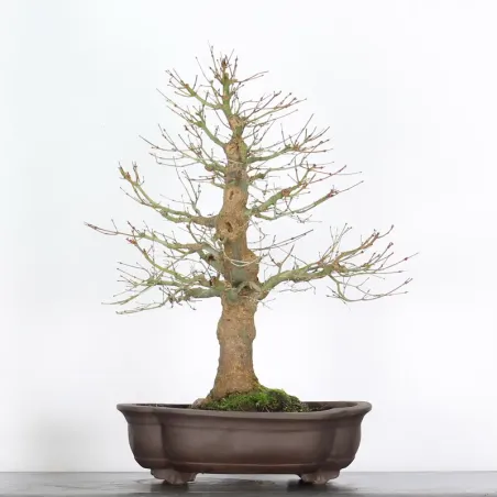 Bonsai Acer Palmatum AP-2-15