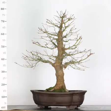 image supplémentaire - ERABLE DU JAPON "ACER...