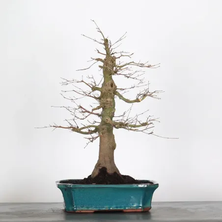 Bonsai Acer Palatum AP-2-16
