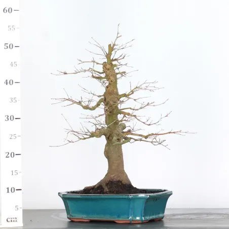 image supplémentaire - ACER PALMATUM 2-16