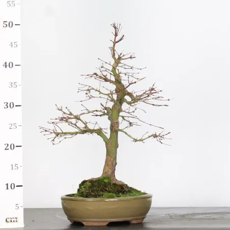 image supplémentaire - ACER PALMATUM 2-17