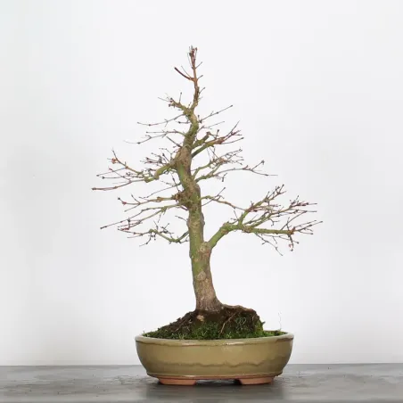 Bonsai Acer Palmatum AP-2-17