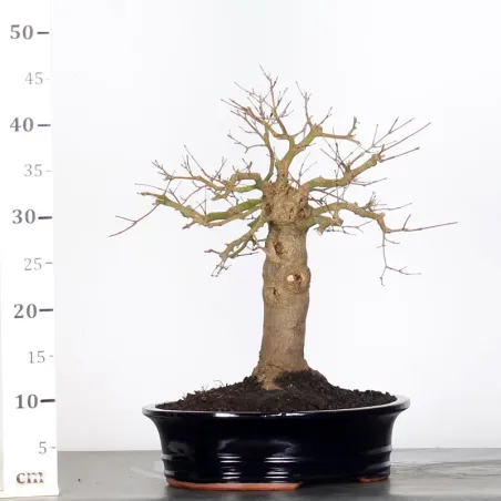 image supplémentaire - ACER PALMATUM 2-18