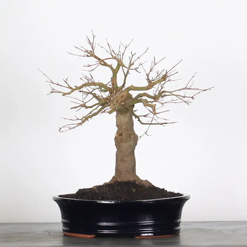 Bonsai Acer Palmatum AP-2-18