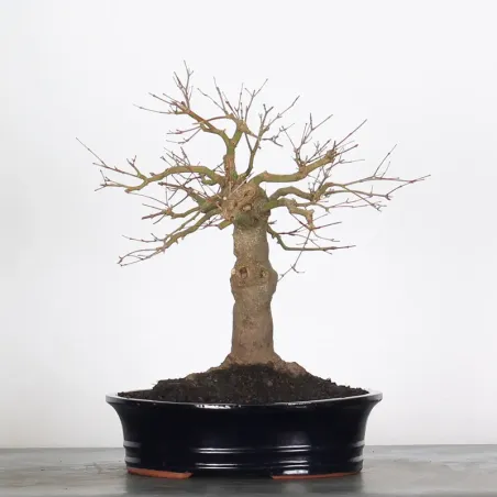 Bonsai Acer Palmatum AP-2-18