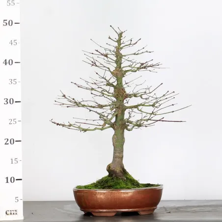 image supplémentaire - ERABLE DU JAPON "ACER...