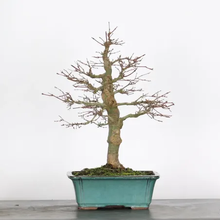 ERABLE DU JAPON "ACER PALMATUM" 2-20