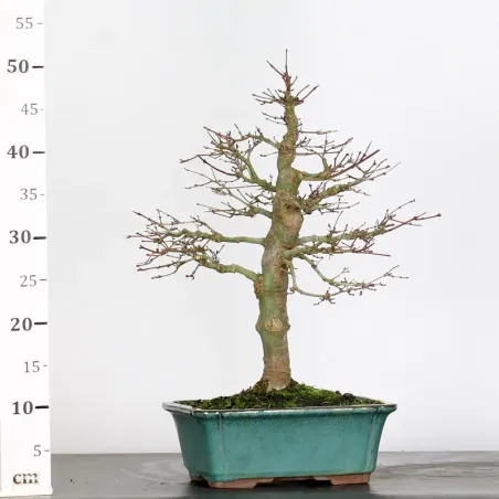 image supplémentaire - ACER PALMATUM 2-20