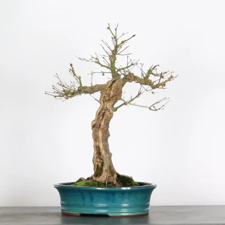 ERABLE DU JAPON "ACER PALMATUM" 2-25