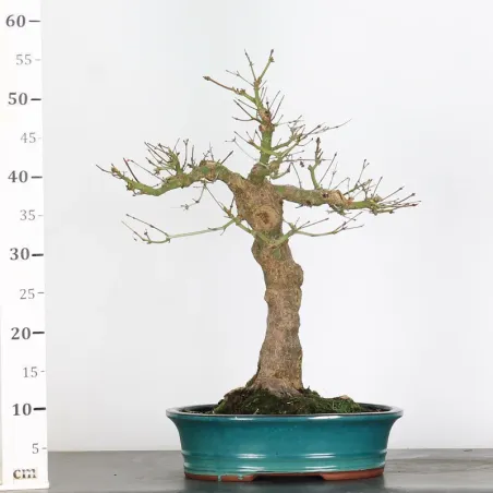 image supplémentaire - ACER PALMATUM 2-25