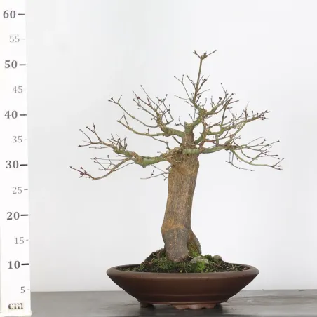 image supplémentaire - ACER PALMATUM AP 2-26