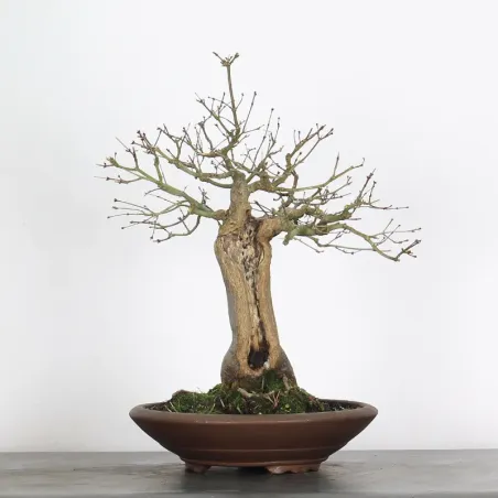 ERABLE DU JAPON "ACER PALMATUM" 2-26