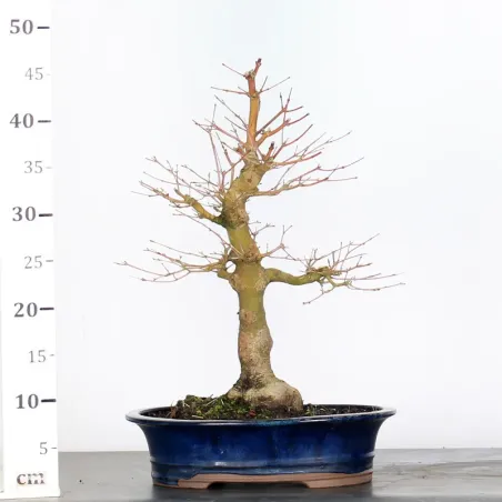 image supplémentaire - ACER PALMATUM 2-22