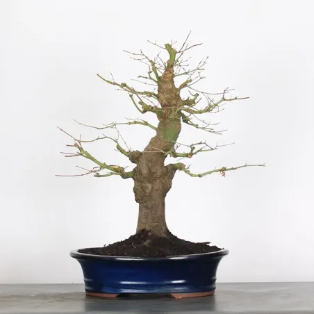 ERABLE DU JAPON "ACER PALMATUM" 2-22