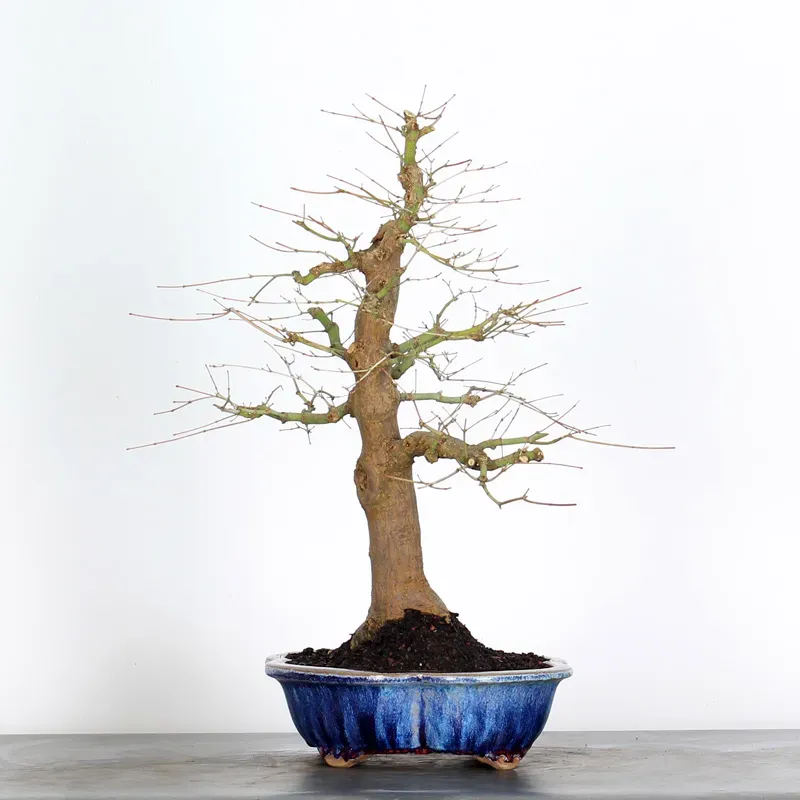 image supplémentaire - ACER PALMATUM 2-23