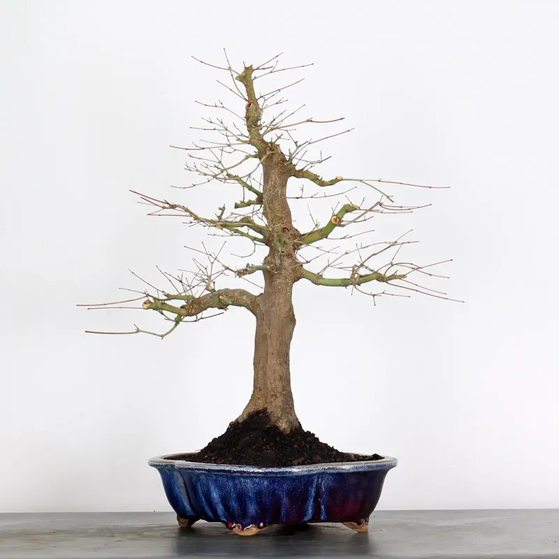 ERABLE DU JAPON "ACER PALMATUM" 2-23