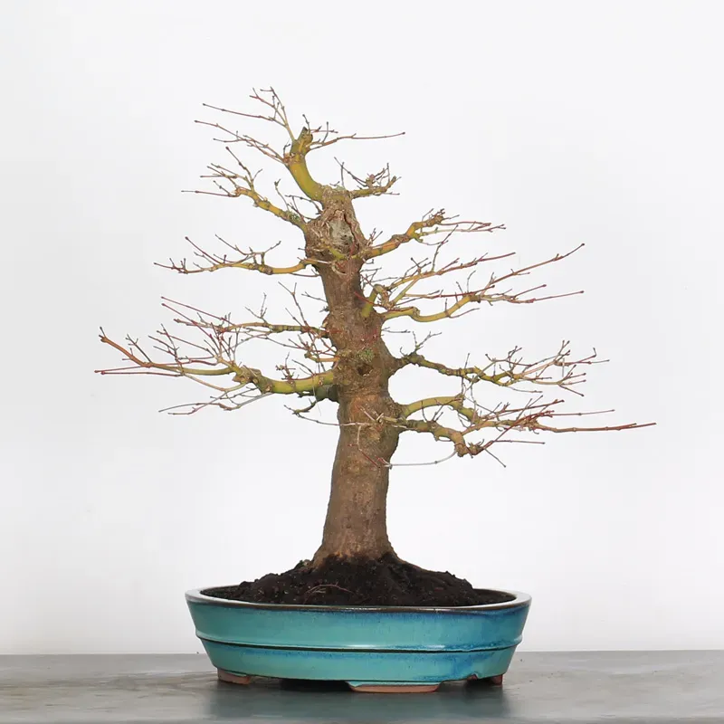 image supplémentaire - ACER PALMATUM 2-24