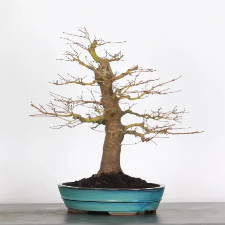 image supplémentaire - ACER PALMATUM 2-24