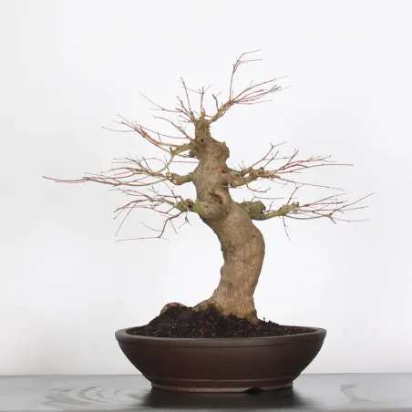 Palmatum Maple Bonsai AP-3-1