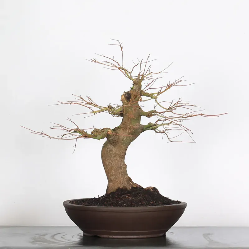 image supplémentaire - ACER PALMATUM 3-1