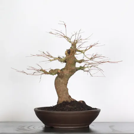 image supplémentaire - ERABLE DU JAPON "ACER...