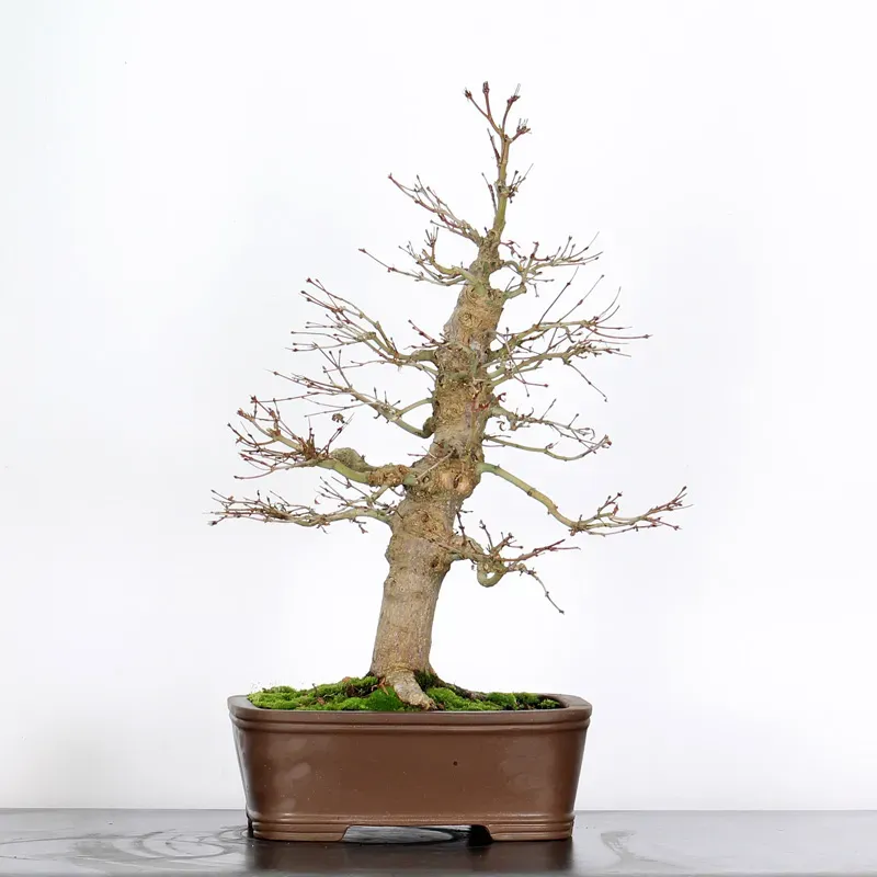 Bonsai Acer Palmatum AP-3-2