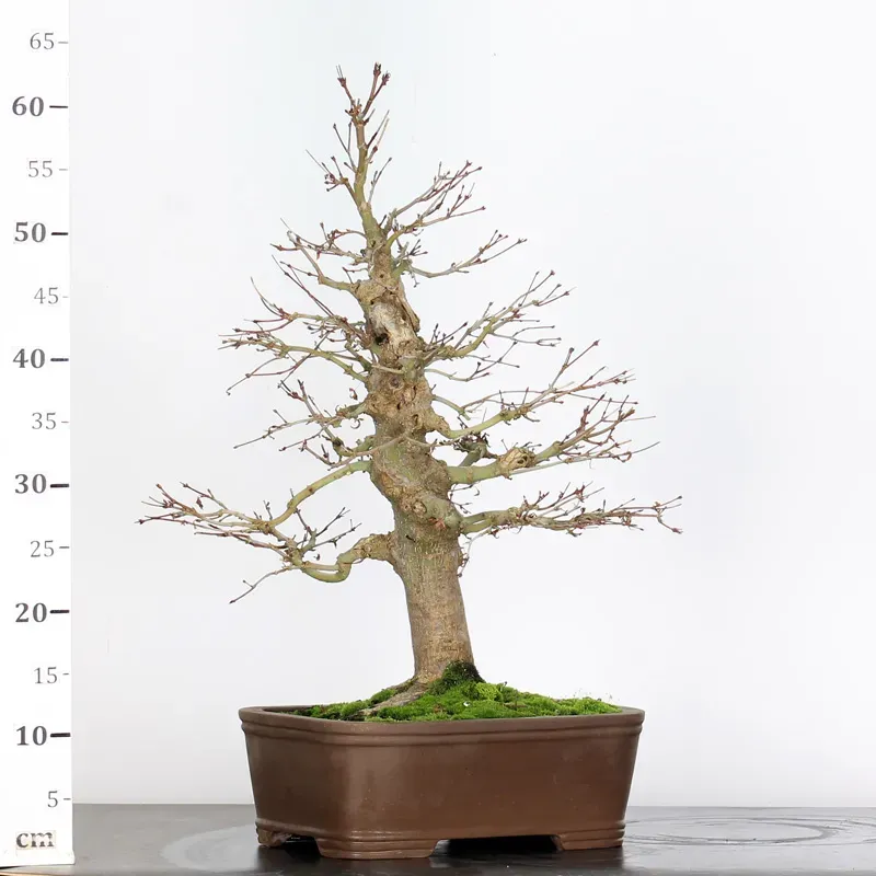 image supplémentaire - ACER PALMATUM 3-2