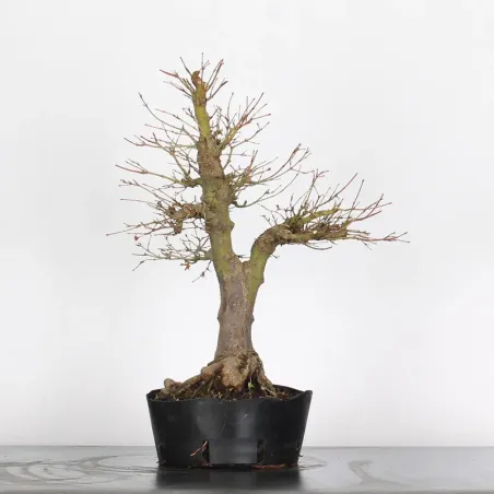 Bonsai Acer Palmatum AP-3-3