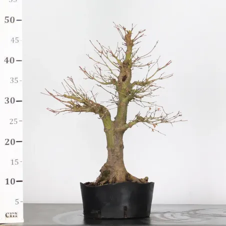 image supplémentaire - ACER PALMATUM 3-3