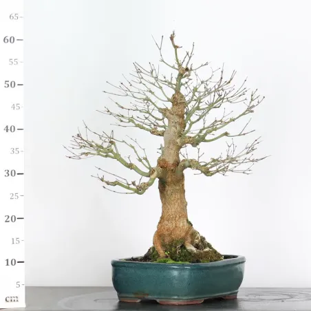 image supplémentaire - ACER PALMATUM 3-4