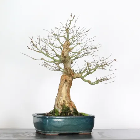 Bonsai Acer Palmatum AP-3-4