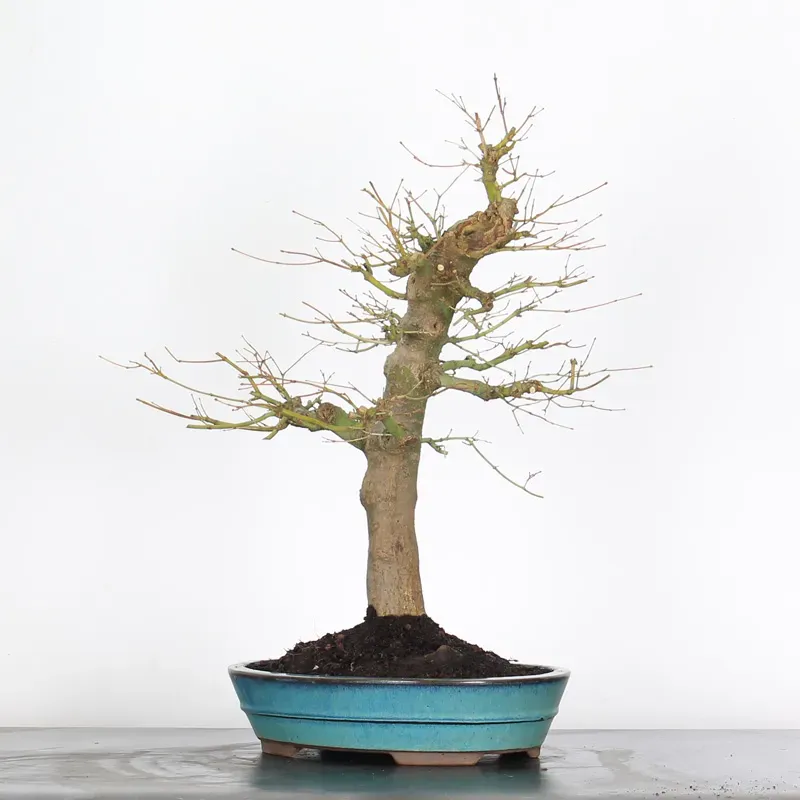 image supplémentaire - ERABLE DU JAPON "ACER...