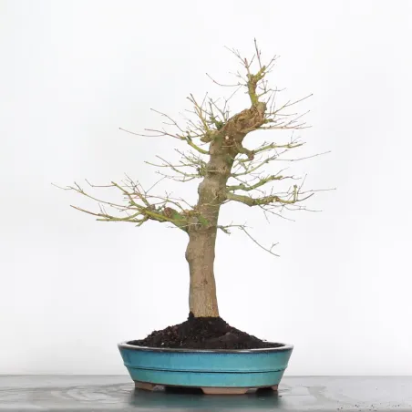 image supplémentaire - ACER PALMATUM 3-5