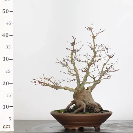 image supplémentaire - ACER PALMATUM 3-6