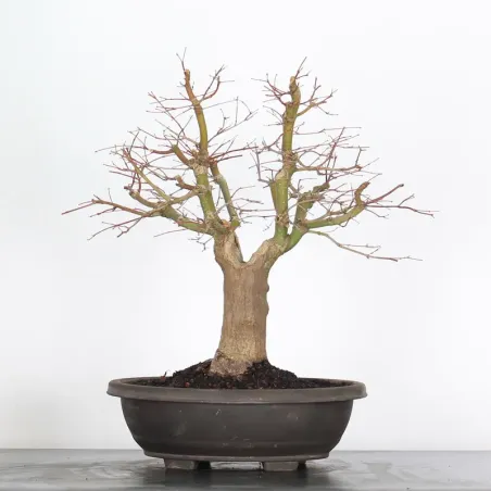 image supplémentaire - ERABLE DU JAPON "ACER...