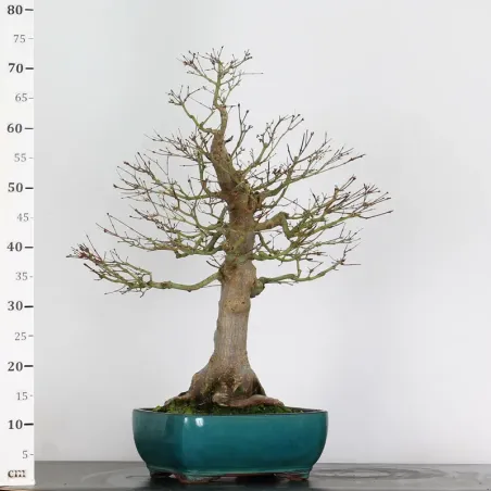 image supplémentaire - ACER PALMATUM 3-8