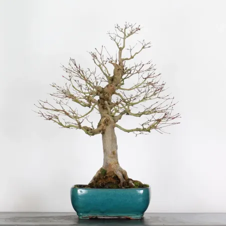 Bonsai Acer Palmatum AP-3-8