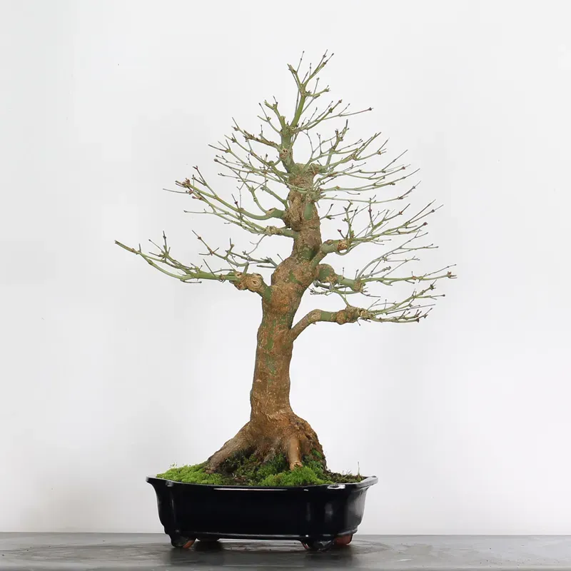 ERABLE DU JAPON "ACER PALMATUM" 3-9