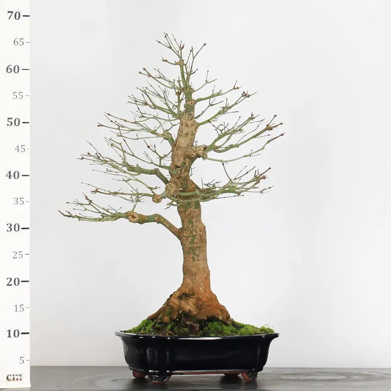 image supplémentaire - ERABLE DU JAPON "ACER...