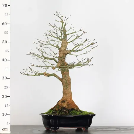 image supplémentaire - ACER PALMATUM 3-9