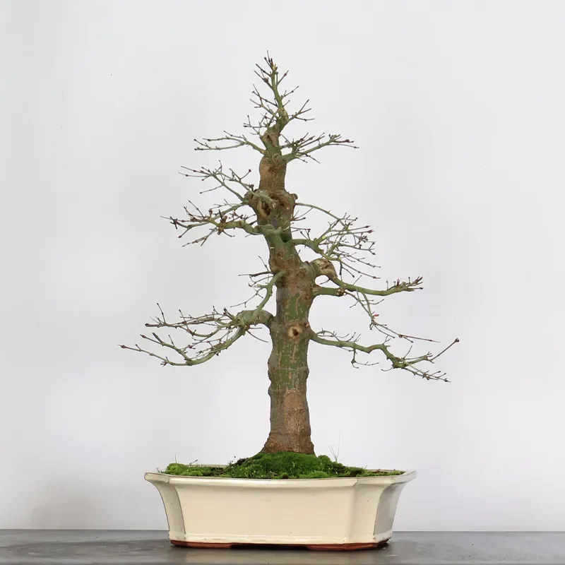 ERABLE DU JAPON "ACER PALMATUM" 3-10