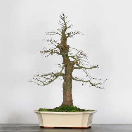 ERABLE DU JAPON "ACER PALMATUM" 3-10