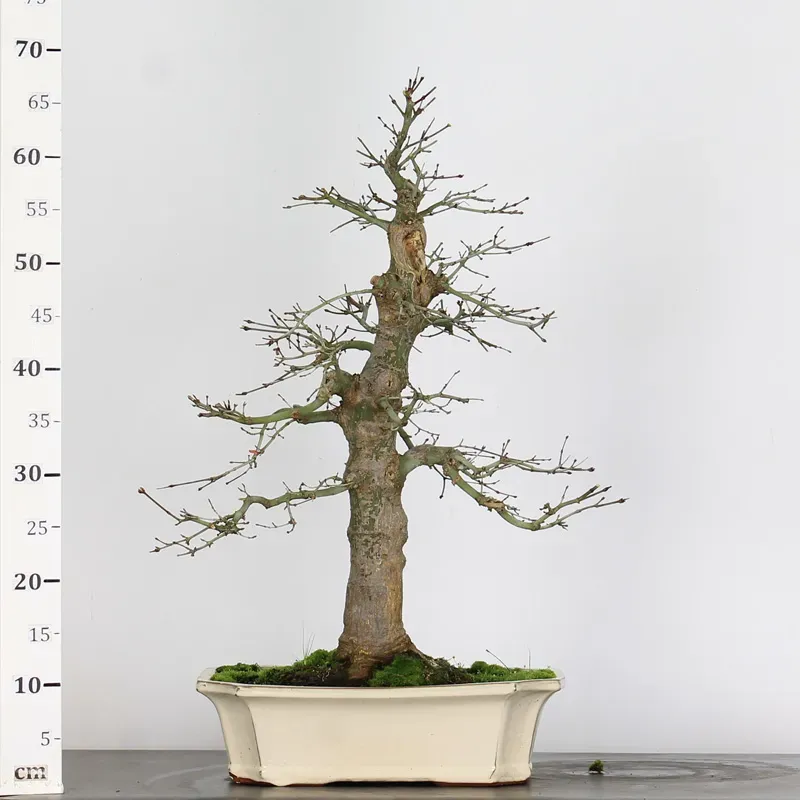 image supplémentaire - ERABLE DU JAPON "ACER...