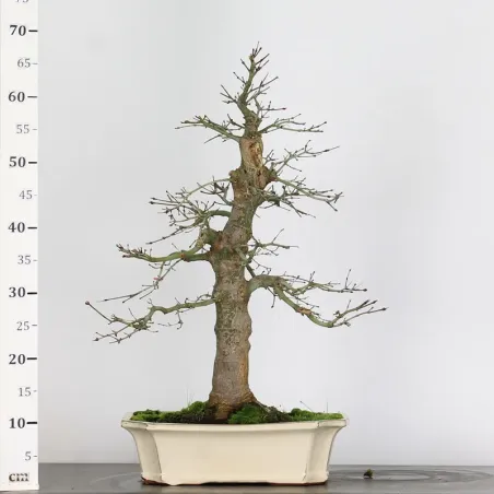 image supplémentaire - ACER PALMATUM 3-10